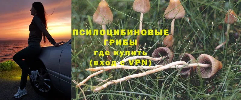 Псилоцибиновые грибы Cubensis  ссылка на мегу ТОР  Ершов 